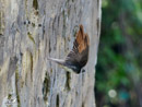 Shore Swallow - Jaskółka Brzegowa